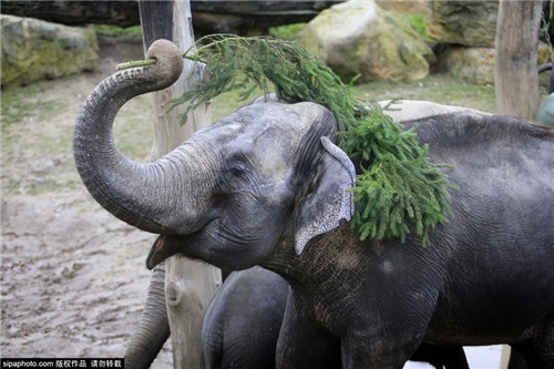 320名圣诞老人集体冲浪？八一八圣诞节奇闻趣事