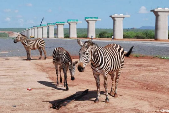 肯尼亚总统高度赞赏，乞力马扎罗山下k豆钱包绿闪灼
